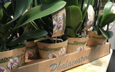 Orchids Services exclusieve leverancier van nieuwe duurzame Phalaenature-lijn